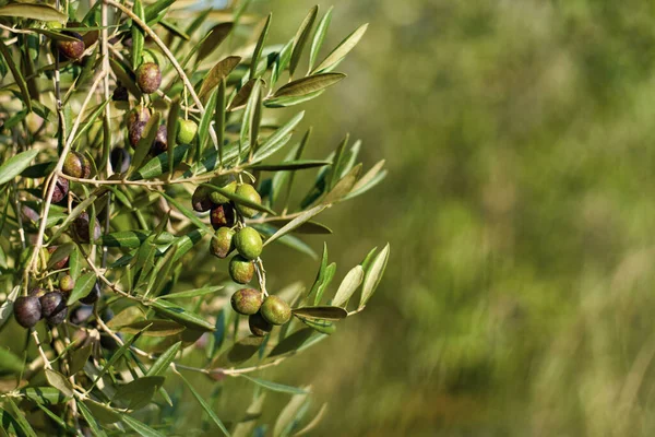 Oliwkowy Płód Gałąź Owoce Uprawiane Drzewie Oliwnym — Zdjęcie stockowe