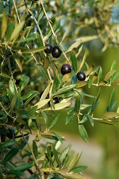Oliwkowy Płód Gałąź Owoce Uprawiane Drzewie Oliwnym — Zdjęcie stockowe