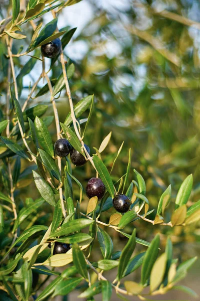 Owoce Oliwne Gałęzi — Zdjęcie stockowe