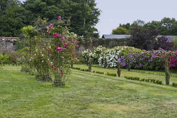 Allée Roses Sur Treillis Dans Parc Botanique Haute Bretagn — Photo