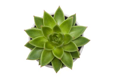 Etli Echeveria agavoides beyaz arka plan üzerinde izole bitki pot