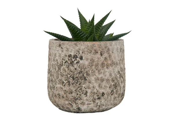 Beyaz Arka Plan Üzerinde Izole Lezzetli Haworthia Limifolia Pot Bitki — Stok fotoğraf