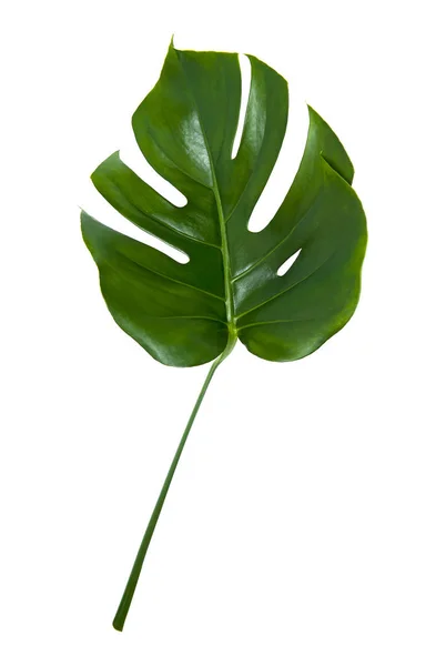 Fresh Monstera Leaf Isolated White Background — Stock Photo, Image