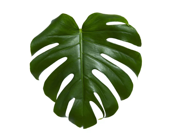 Foglia Monstera Fresca Isolata Sfondo Bianco — Foto Stock