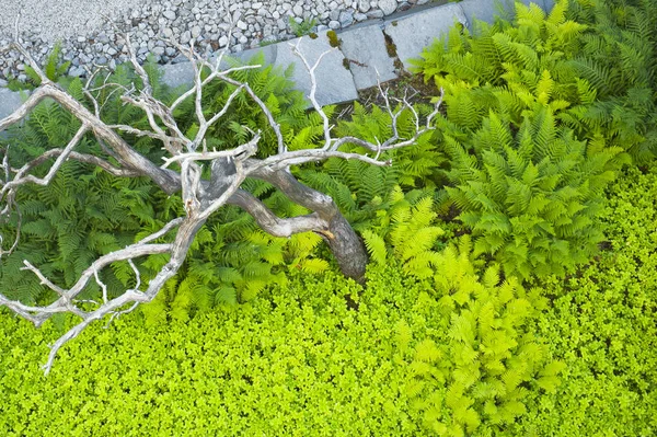 Fond Abstrait Avec Fougères Vertes Arbre Sec Surface Pierre — Photo