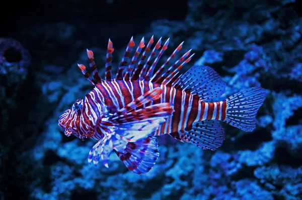 Primo Piano Lionfish — Foto Stock