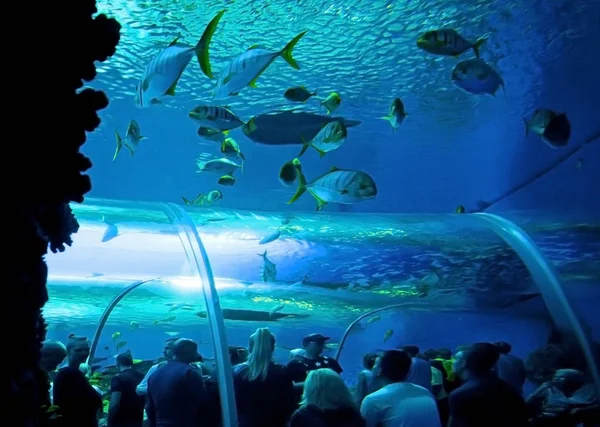 Copenagen Danimarca Luglio 2014 Tunnel Vetro Sottomarino Nell Acquario Nazionale — Foto Stock