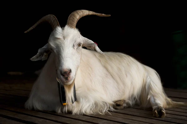 Portrait Goat Mount Floyen Bergen Norway July 2019 — Stock Photo, Image