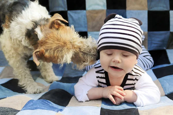 Dog Tenderness Chest Miúdo Seu Cobertor Xadrez Favorito — Fotografia de Stock