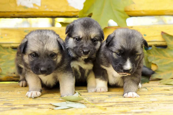 A diverse group of puppies of breed of the Husky on the bench in autumn weather.Newborn Pets.