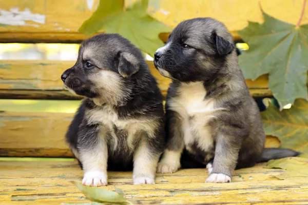 Diverse Group Puppies Breed Husky Bench Autumn Weather Newborn Pets — Stock Photo, Image