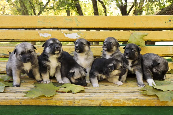 Diverse Group Puppies Breed Husky Bench Autumn Weather Newborn Pets — Stock Photo, Image
