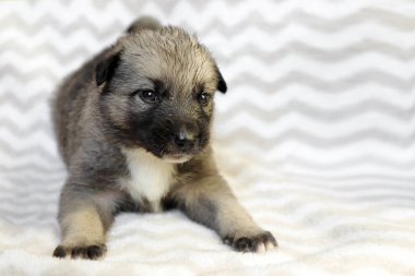 Hafif bir arka plan üzerinde küçük şirin köpek yavrusu. Ev favori. Bir köpek portresi.