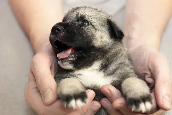 Little Puppy Give Good Hands Dog Searching Hosts Help Homeless — Stock Photo, Image