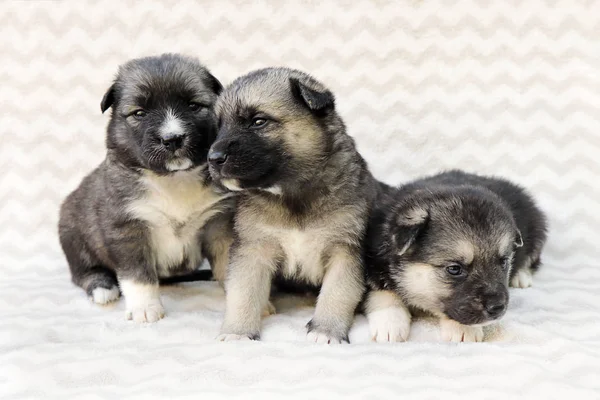 Large Group Newborn Puppies Beige Background Dogs One Month — Stock Photo, Image