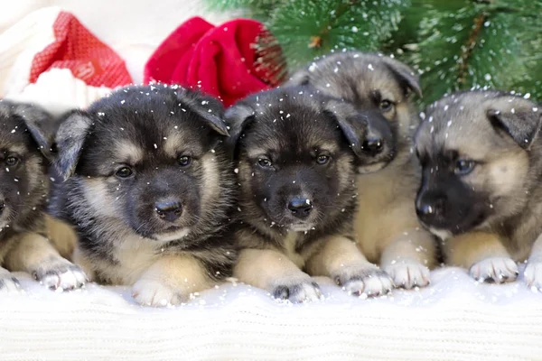 Christmas Group Cute Little Puppies Knitted Background Christmas Tree Snow — Stock Photo, Image