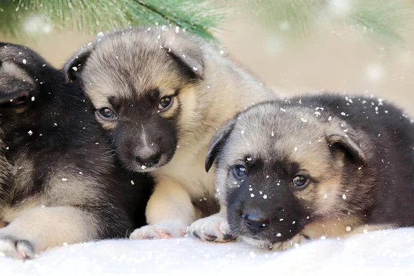 Winter Portrait Pet Small Puppies Close — Stock Photo, Image