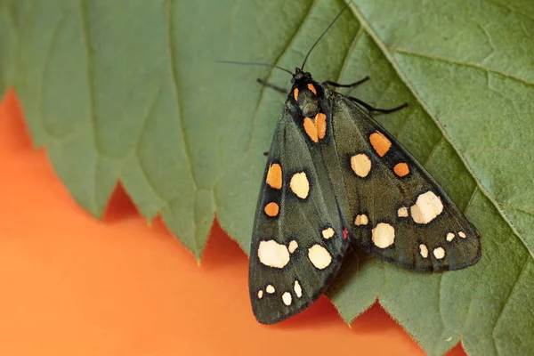 Mehrfarbiges Grün Mit Orangen Und Weißen Kreisen Auf Den Flügeln — Stockfoto