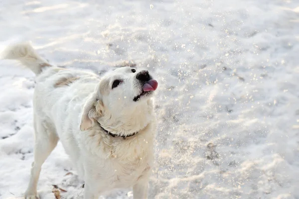 Big white dog catches snowflakes with his tongue.
