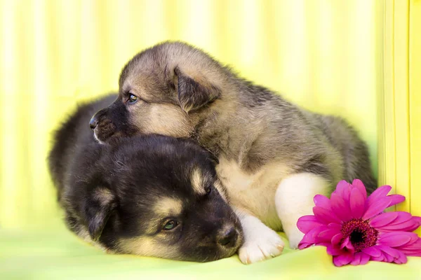 Company Newborn Little Puppies Light Green Background Decorative Box Multi — Stock Photo, Image