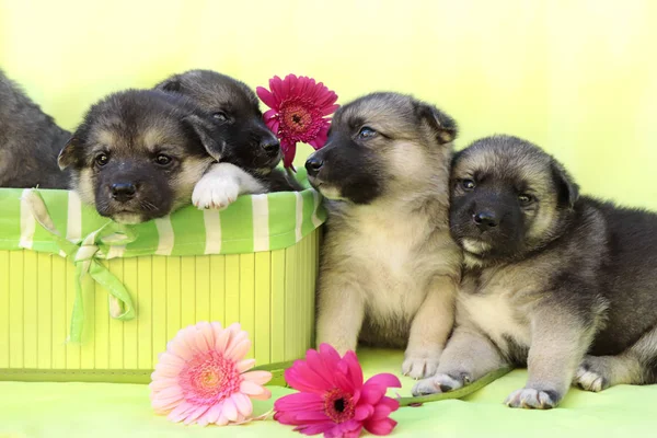 Company Newborn Little Puppies Light Green Background Decorative Box Multi — Stock Photo, Image