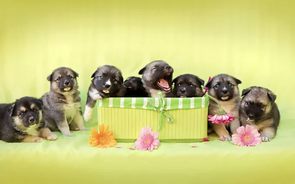 The company of newborn little puppies on a light green background with a decorative box and a multi-colored Gerbera.
