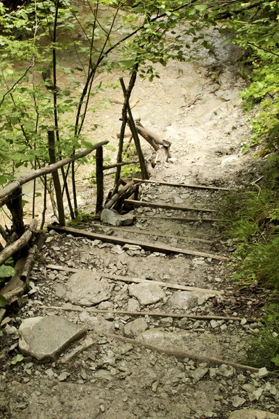 Merdiven doğa göl yanındaki vahşi doğada. Orman çalılık, dağ nehir.