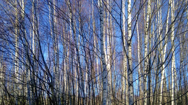 Los Abedules Jóvenes Campo Finales Del Otoño Contra Cielo Azul — Foto de Stock