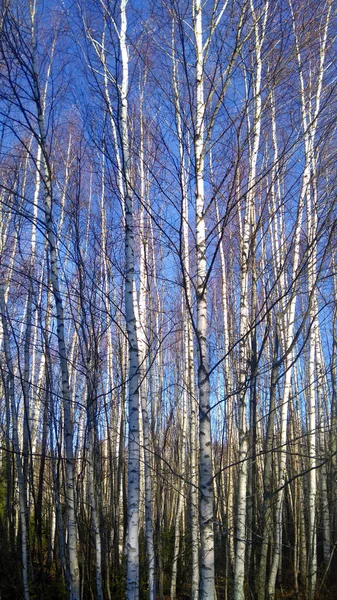 Młody Birches Polu Późną Jesienią Przeciw Błękitne Niebo Jasne — Zdjęcie stockowe