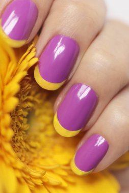 Sarı Gerbera yakın çekim ile Lila Fransız manikür. Tırnak sanat.