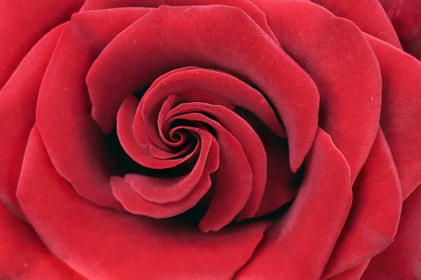 Hermosa Rosa Roja Floreciente Cerca Los Pétalos Rosa Jardín — Foto de Stock