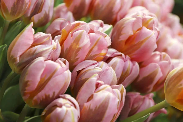 Delikat Samling Identiska Tulpaner Närbild Ljus Rosa Blommor Som Växer — Stockfoto