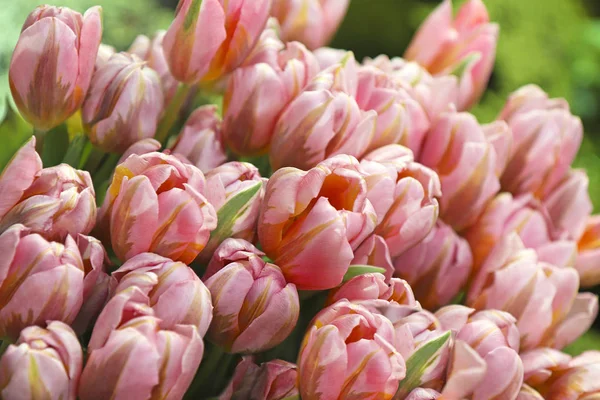 Delikat Samling Identiska Tulpaner Närbild Ljus Rosa Blommor Som Växer — Stockfoto