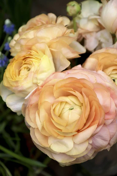 Blommor Asiatiska Buttercup Ranunculus Light Gula Beige Färgen Blomman — Stockfoto