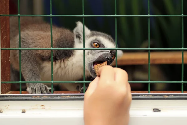 Enfant Nourrit Nourrir Animal Qui Est Dans Une Cage Dans — Photo