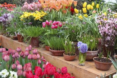 Lale farklı koleksiyonu. Farklı şekil ve renk çiçek. Bitkiler Güzellik.