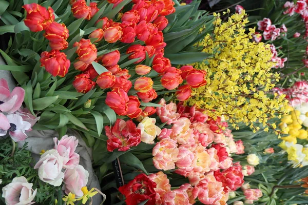 Разнообразная Коллекция Тюльпанов Цветов Флоксов — стоковое фото