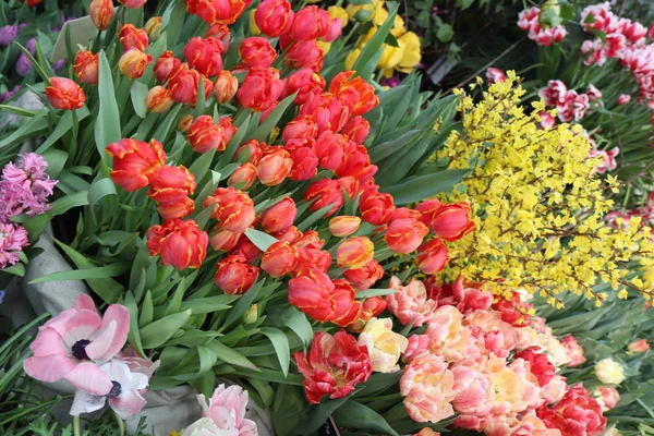 Brokig Samling Tulpaner Olika Former Och Färger Blommor Skönhet Växter — Stockfoto