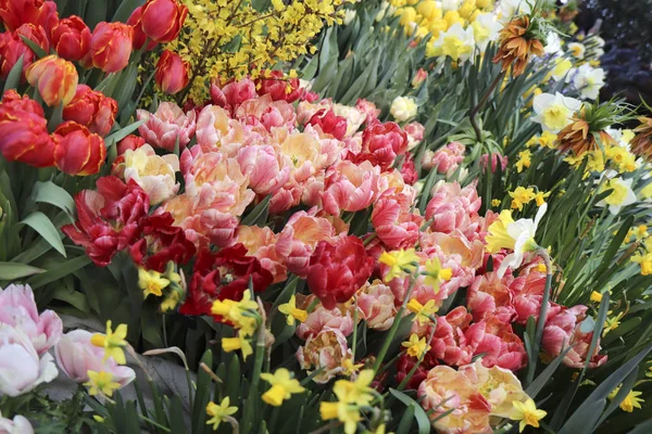 Lale Farklı Koleksiyonu Farklı Şekil Renk Çiçek Bitkiler Güzellik — Stok fotoğraf