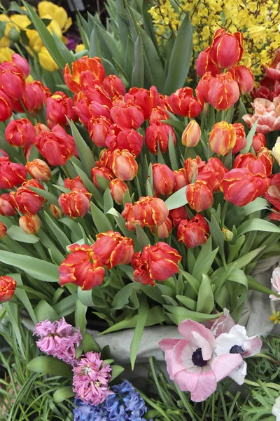 Brokig Samling Tulpaner Olika Former Och Färger Blommor Skönhet Växter — Stockfoto