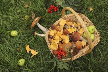 Ot üzerinde dağ külü ile bir sepet içinde boletus ve chanterelles mantar hasat.
