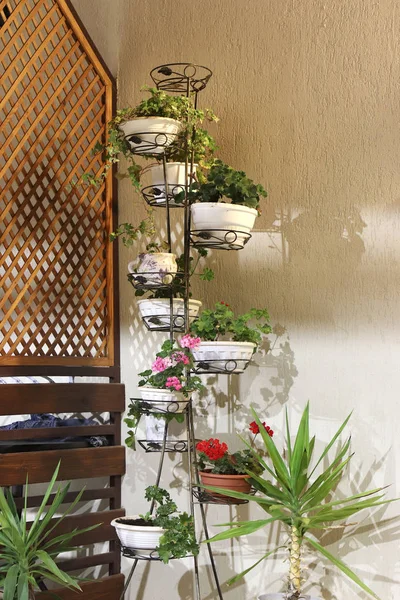 Design variant of the variety of indoor and garden flowers in pots.