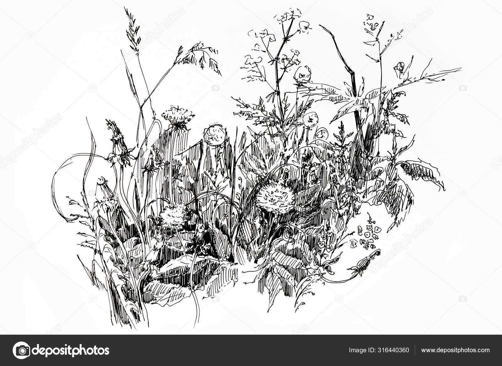 Black White Drawing Bouquet Different Flowers Flower Arrangement Stock Photo Image By C Marigo 316440360