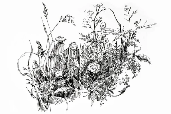 Черно Белый Рисунок Букета Разных Цветов — стоковое фото