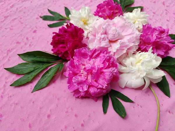 Красивая Композиция Цветов Розовом Фоне Букет Пионов Розовых Белых Бордовых — стоковое фото