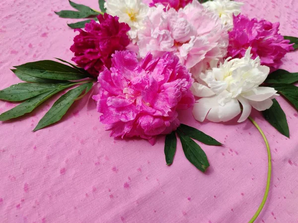 粉色背景上花朵的美丽设计构图 一束由粉红 栗色牡丹制成的牡丹 — 图库照片