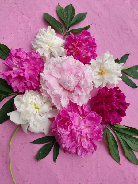 Hermosa Composición Diseño Flores Sobre Fondo Rosa Ramo Peonías Rosa — Foto de Stock