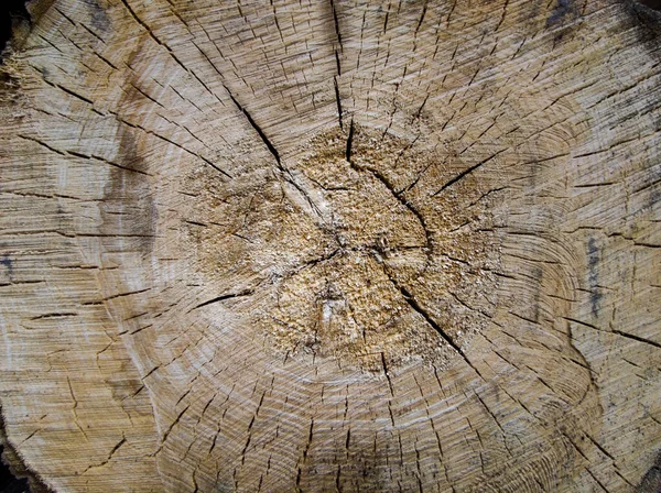 Texture of a cut tree in a section.