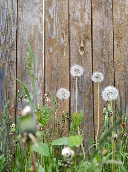 Dandelions Background Wooden Fence Summer — Stock Photo, Image