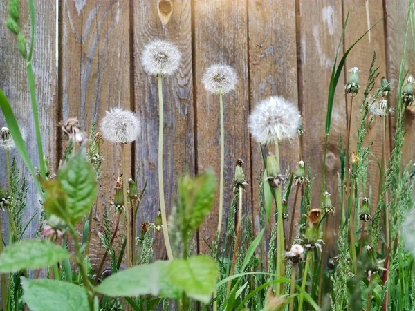 Dandelions Background Wooden Fence Summer — Stock Photo, Image